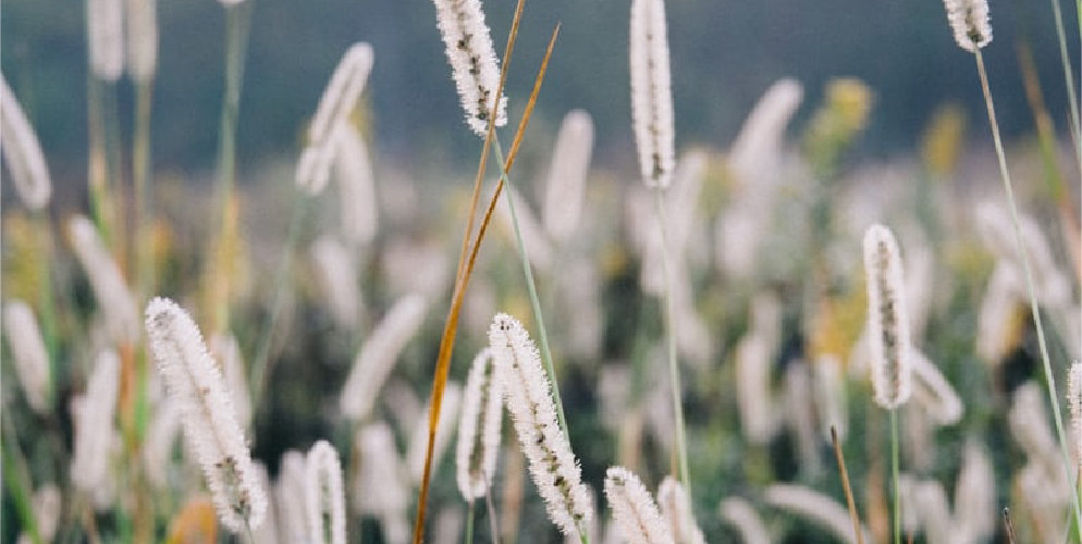Field of fountain grass
